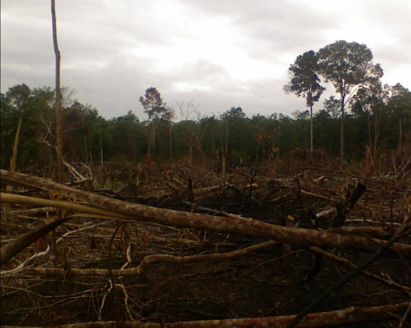 penggundulan-hutan